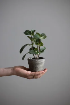 Potteplante - Krydder H20cm Mynte