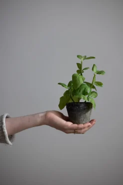 Potteplante - Krydder H20cm Basilikum