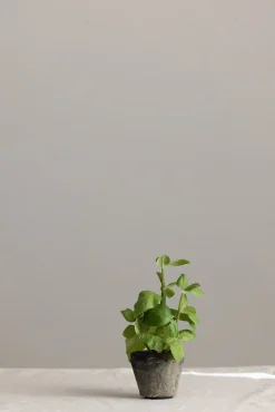 Potteplante - Krydder H20cm Basilikum