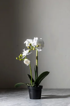Potteplante - Orkidé H45cm