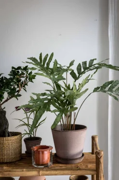 Potteplante - Ormbunke H75cm