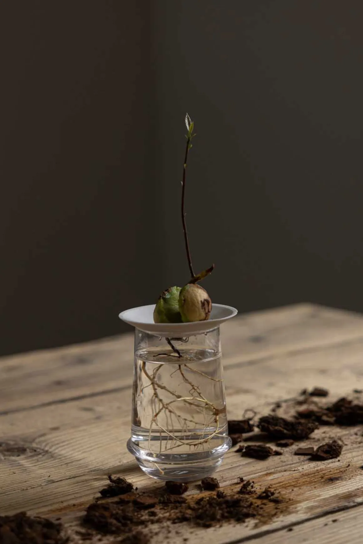 Spireplate - Avokado L Hvit