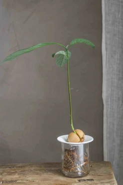 Spireplate - Avokado L Hvit